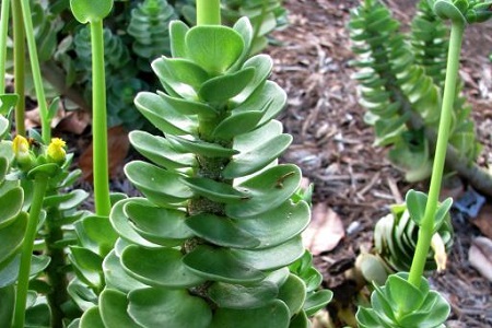 金钱木的养殖方法