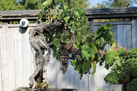 果树盆景的制作方法技巧