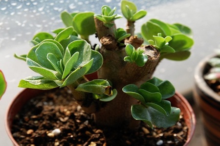 金钱木的养殖方法