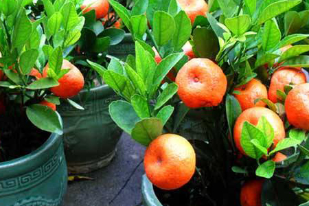 果树盆景的制作方法技巧