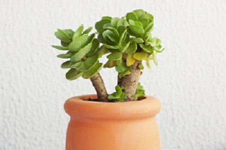 金钱木的养殖方法