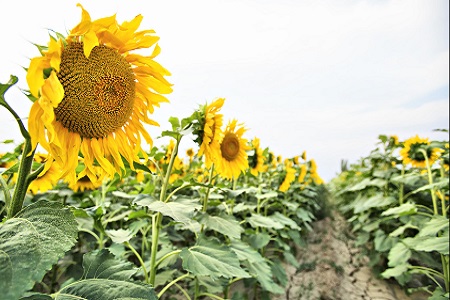 太阳花的养殖方法和注意些什么大全
