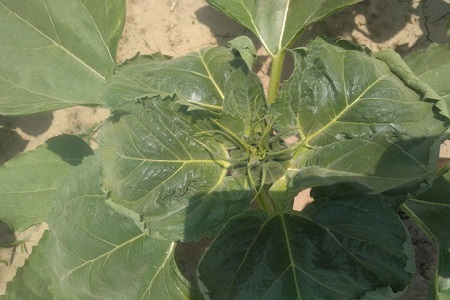 太阳花的养殖方法和注意些什么大全