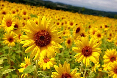 太阳花的养殖方法和注意些什么大全