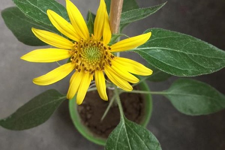 太阳花的养殖方法和注意些什么大全