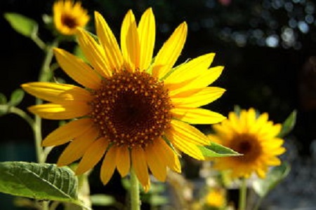 太阳花的养殖方法和注意些什么大全