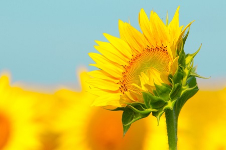 太阳花的养殖方法和注意些什么大全