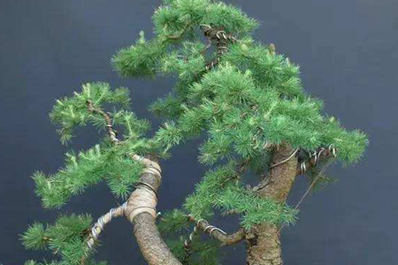 落叶松盆景栽植方法技巧