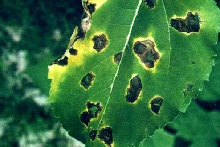 太阳花的养殖方法和注意些什么大全