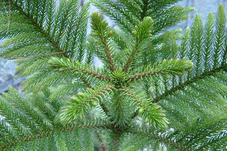 落叶松盆景栽植方法技巧