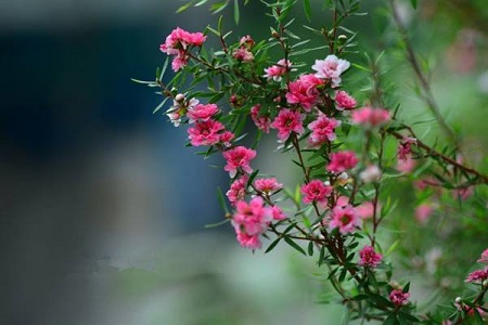 松红梅的养殖方法和养殖方法大全