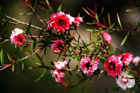 松红梅的养殖方法和养殖方法大全