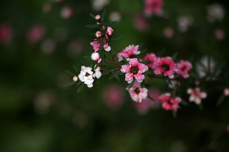 松红梅的养殖方法和养殖方法大全