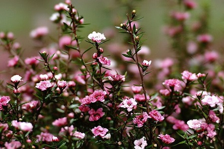 松红梅的养殖方法和养殖方法大全