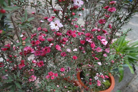 松红梅的养殖方法和养殖方法大全