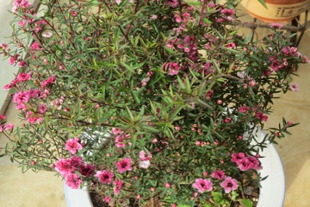 松红梅的养殖方法和养殖方法大全