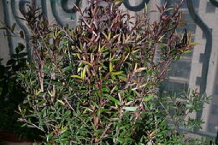 松红梅的养殖方法和养殖方法大全