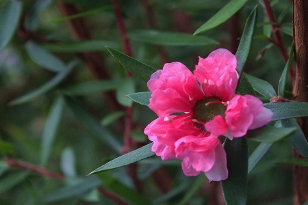 松红梅的养殖方法和养殖方法大全