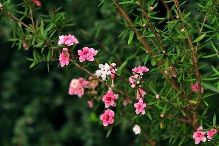 松红梅的养殖方法和养殖方法大全