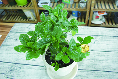 盆栽花卉栽培管理方法技巧