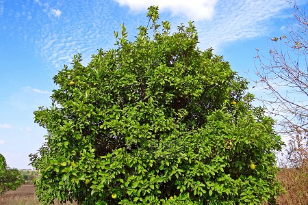 柠檬的养殖方法和注意些什么大全