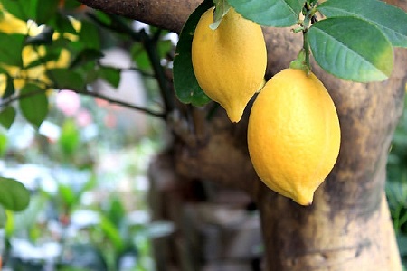 柠檬的养殖方法和注意些什么大全