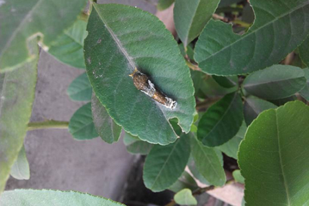 柠檬的养殖方法和注意些什么大全