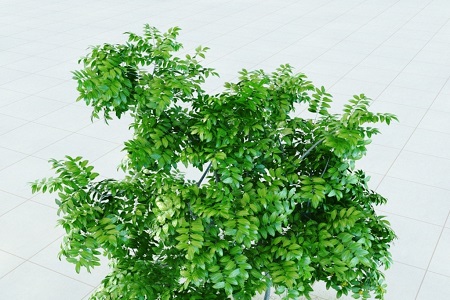 柠檬的养殖方法和注意些什么大全