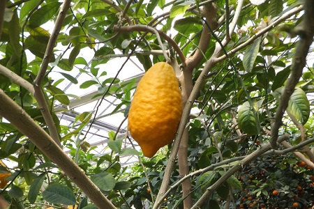 柠檬的养殖方法和注意些什么大全