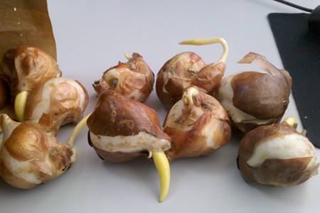 郁金香栽植方法技巧