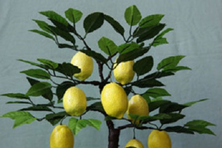 柠檬的养殖方法和注意些什么大全
