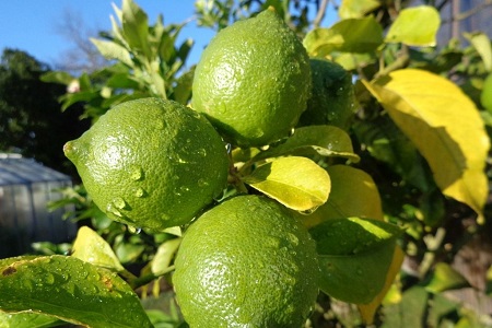 柠檬的养殖方法和注意些什么大全