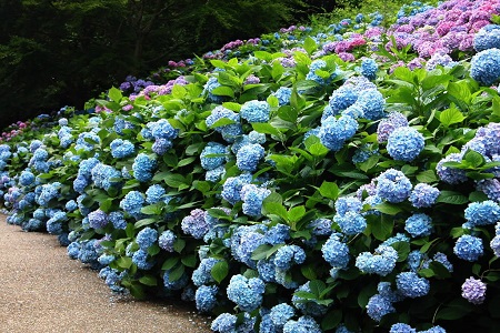 绣球的养殖方法和注意些什么大全