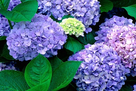 绣球的养殖方法和注意些什么大全