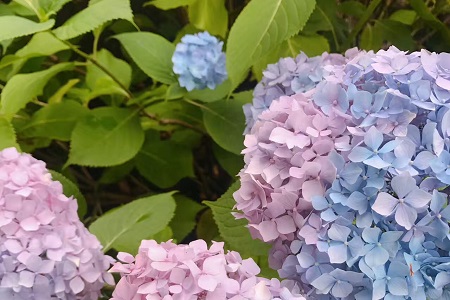 绣球的养殖方法和注意些什么大全