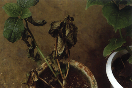 绣球的养殖方法和注意些什么大全