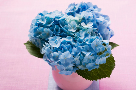 绣球的养殖方法和注意些什么大全