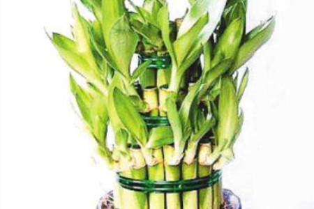 金边富贵竹的养殖方法和注意些什么