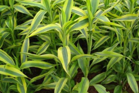 金边富贵竹的养殖方法和注意些什么