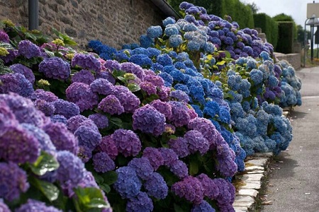 绣球的养殖方法和注意些什么大全