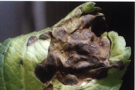 绣球的养殖方法和注意些什么大全