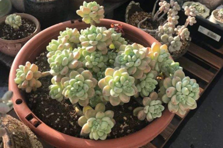 刚买的多肉植物怎么种植