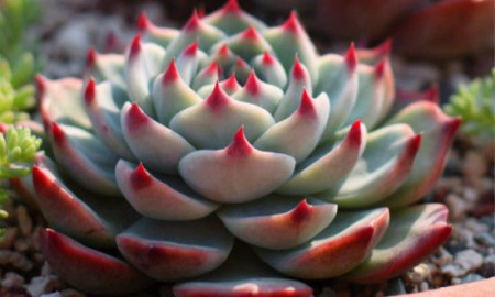 刚买的多肉植物怎么种植