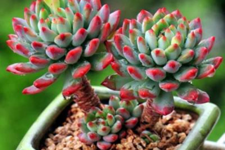 多肉蓝苹果怎么种植