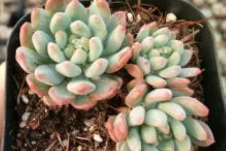 多肉蓝苹果怎么种植