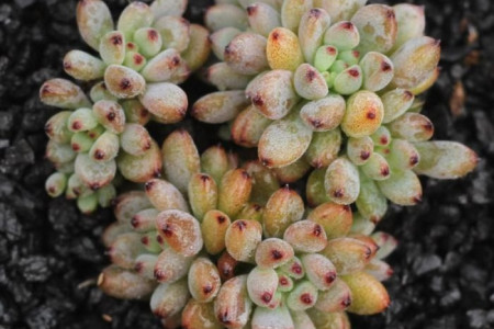 多肉黑莓怎么种植