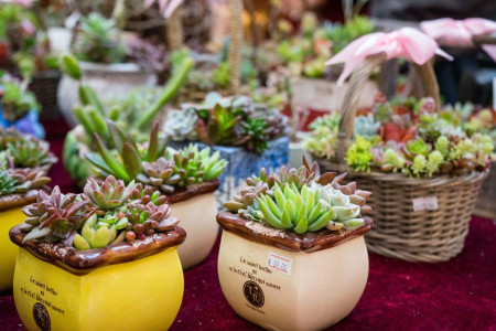 多肉黑莓怎么种植