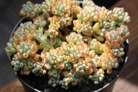 多肉黑莓怎么种植