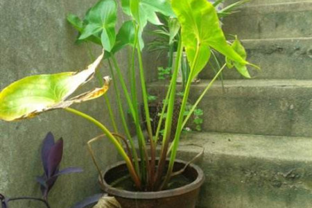 茨菰的养殖方法和注意些什么