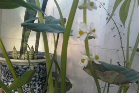 茨菰的养殖方法和注意些什么